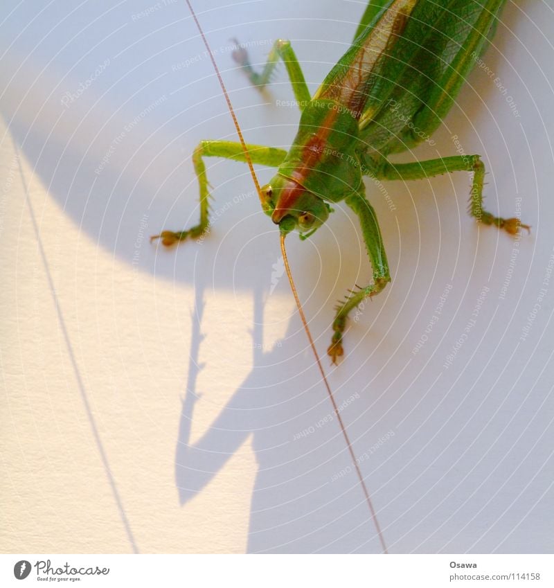 Vierbeiner Heuschrecke Salto grün Fühler Insekt Tier Beine Schatten