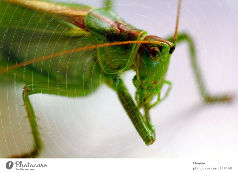 Klauenhygiene Heuschrecke Salto grün Fühler Insekt Tier Beine Vierbeiner Auge