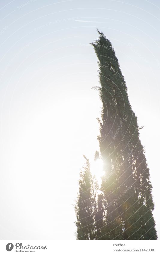 Bäume (6/8) Baum Natur wachsen Sauerstoff Umwelt Klima Ökologie Zypresse Sonne Italien Toskana schönes Wetter Gegenlicht