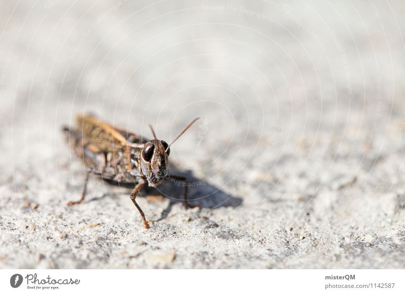 Mr. Hopper. Tier Zufriedenheit Insekt Insektenschutz Heuschrecke Steppengrashüpfer Makroaufnahme Farbfoto Gedeckte Farben Außenaufnahme Nahaufnahme
