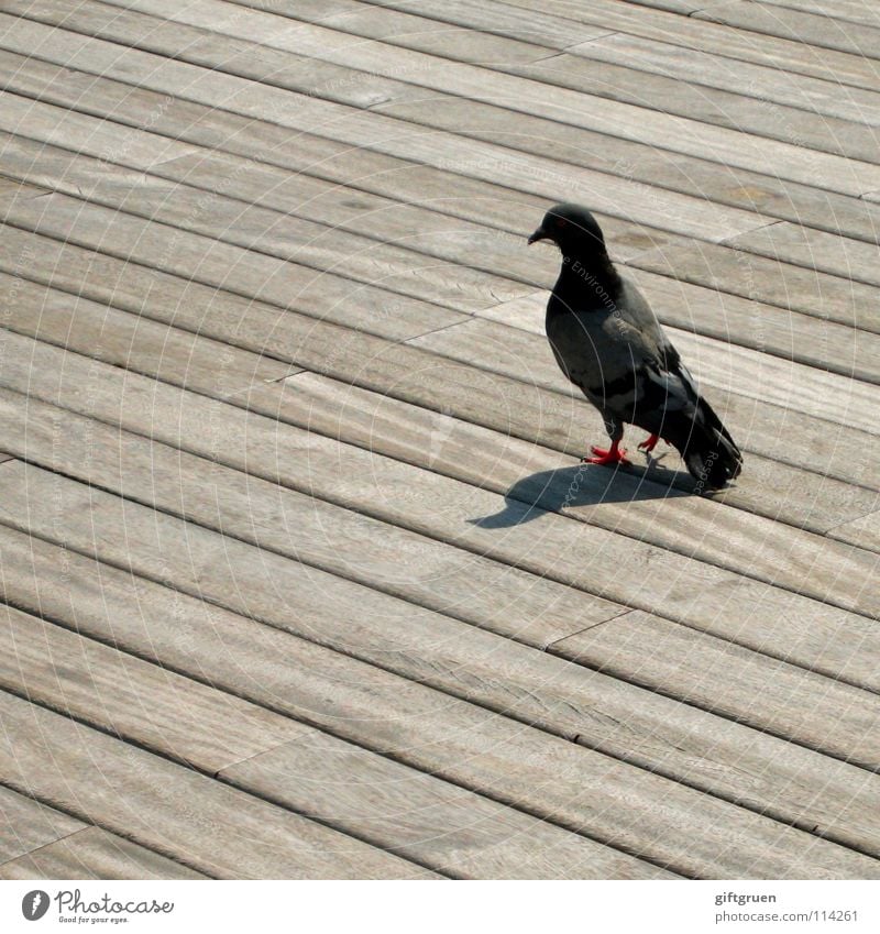 die sache mit der taube Taube Vogel Tier Holz Promenade Frieden ratte der lüfte fliegen Feder sitzen Holzbrett Schatten