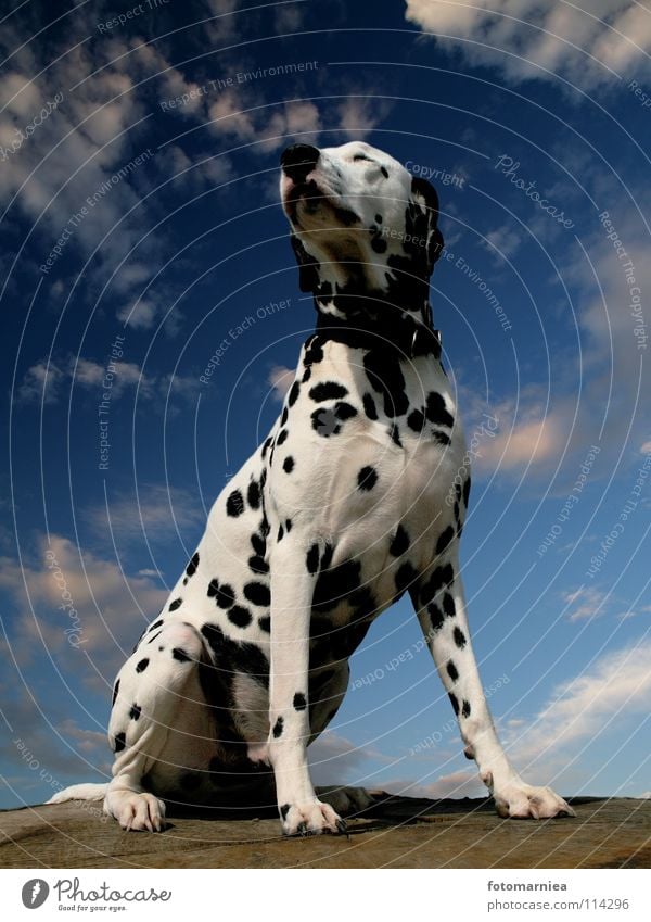 stolz. Hund Dalmatiner Baum Angst Säugetier Himmel Stolz