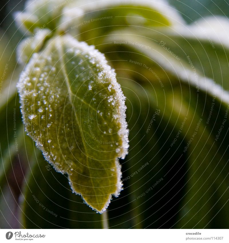 wintermantel Winter kalt Blatt Pflanze Blume Gefäße gefroren Makroaufnahme Nahaufnahme erfieren Frost Schnee chlorophyl nahaufnahe abstrakt