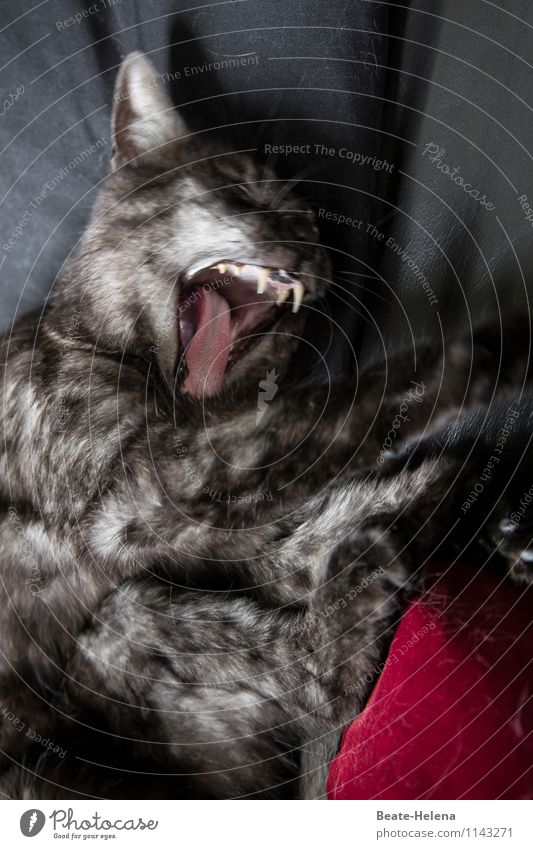 ich mag es wild Tier Haustier Katze atmen sportlich außergewöhnlich bedrohlich eckig gruselig natürlich rot schwarz weiß Gefühle Kraft Willensstärke