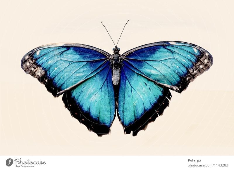 Blauer Morpho-Schmetterling exotisch schön Dekoration & Verzierung Natur Tier Antenne sitzen wild blau schwarz türkis weiß Farbe vereinzelt groß Insekt Flügel