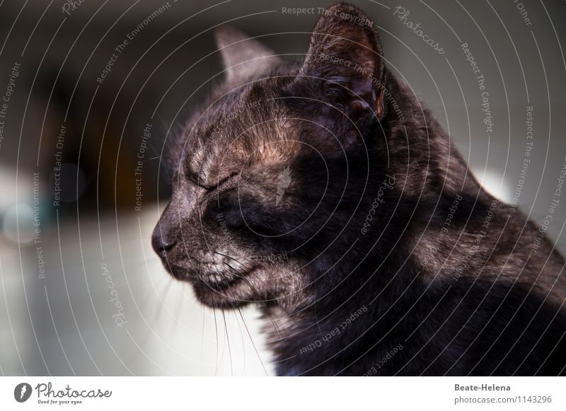 Bernd konzentriert sich und denkt nach! Haustier Katze Denken schlafen Häusliches Leben Glück schön schwarz selbstbewußt Kraft Willensstärke Selbstlosigkeit