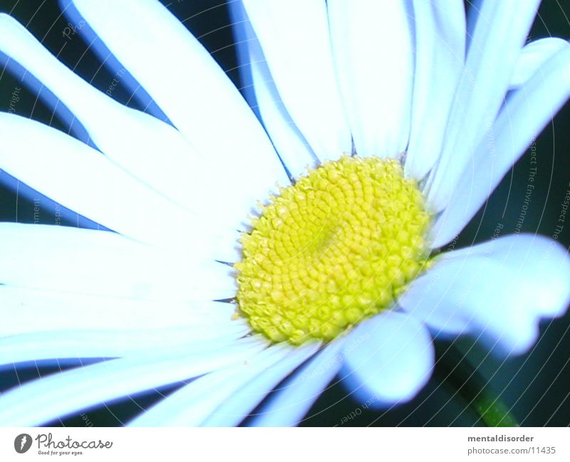 white Flower *3 Blume Pflanze weiß grün