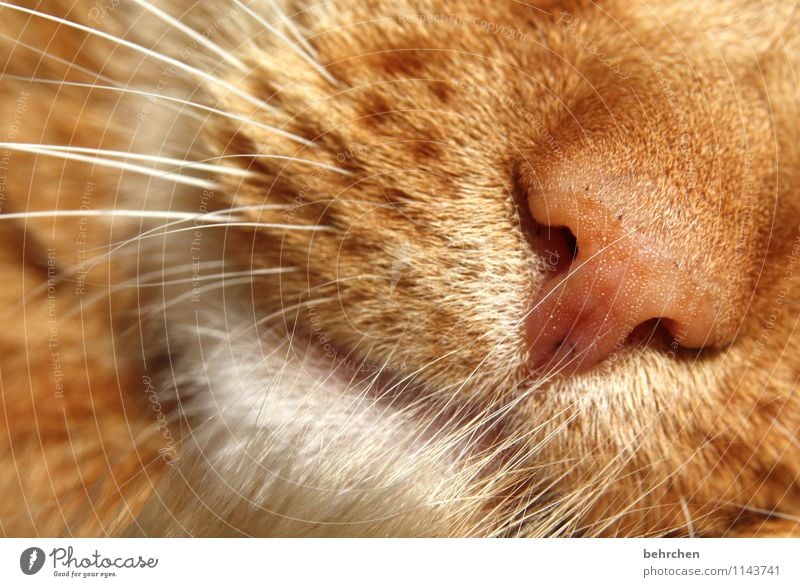 mit allen sinnen... Tier Katze Tiergesicht Fell berühren genießen schlafen träumen kuschlig schön orange Zufriedenheit Vertrauen Schutz Geborgenheit