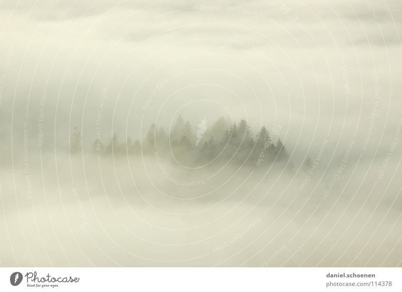 nebelige Weihnachtskarte (Nr 21) Nebel Wolken schwarz weiß abstrakt Hintergrundbild Baum Herbst Schwarzwald Wald Winter Licht Tanne Luft Kontrast