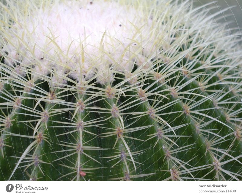 Kaktus grün weiß Pflanze Stachel