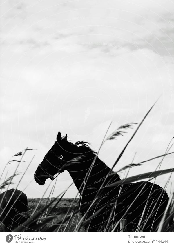 Pferdle. Ferien & Urlaub & Reisen Umwelt Natur Landschaft Pflanze Tier Himmel Wolken Gräserblüte Dänemark 2 stehen einfach natürlich schwarz weiß Gefühle
