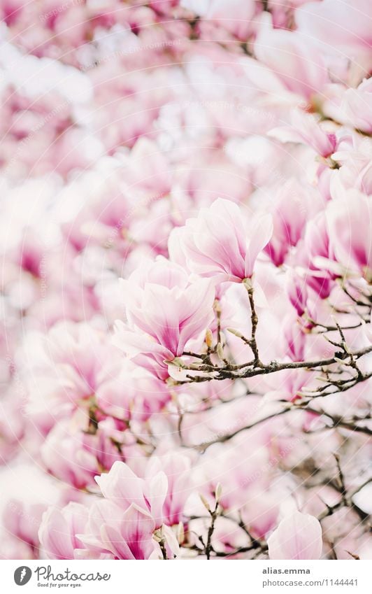 Magnolien.Meer Magnoliengewächse Magnolienblüte Blüte Baum rosa Pflanze Frühling schön elegant Natur natürlich weich sanft Blühend Blume Blütenknospen Tapete