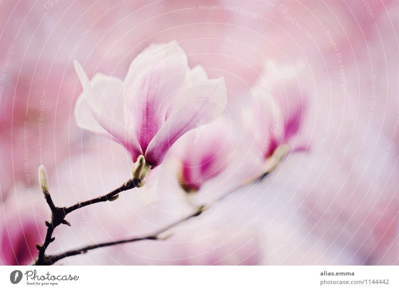 Magnolie Magnoliengewächse Magnolienblüte Blüte Baum rosa Pflanze Frühling schön elegant Natur weich sanft Blühend Blume Blütenknospen April Zweig Garten