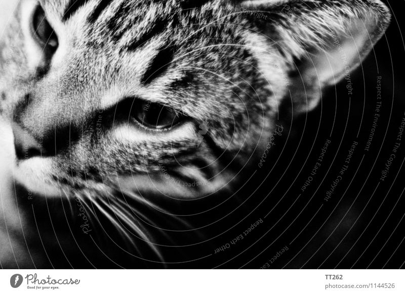 Katzenjammer II Tier Haustier Wildtier 1 Blick schwarz weiß Schwarzweißfoto Textfreiraum rechts Textfreiraum unten