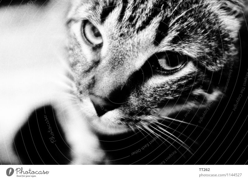 Katzenjammer I Tier Haustier Wildtier 1 Blick Schwarzweißfoto