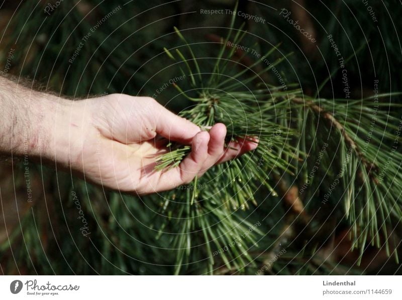 Nadelbaum Hand Baum Tannennadel grün berühren zart Liebe Mann Natur Kontakt Verbindung
