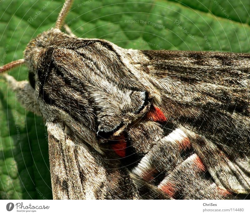 Windenschwärmer_03 (Agrius convolvuli) Schmetterling Fell Insekt Tier Sommer grau braun rot Fühler wandern Motte Tarnfarbe Nordwalde Makroaufnahme Nahaufnahme