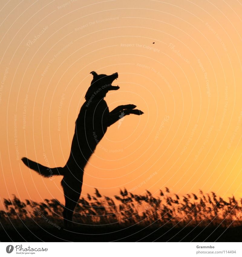 Die ballistische Kurve Hund Sonnenuntergang Abend Dämmerung Abendsonne Silhouette Gegenlicht Deich Usedom Säugetier Abenddämmerung Achterwasser Lilli