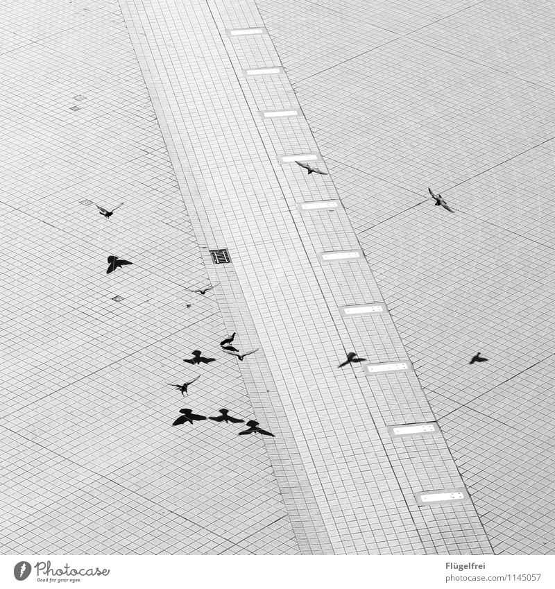 Tiefflug Vogel Tiergruppe fliegen Flügel Möwe Promenade Kästchen Pflastersteine Linie Strukturen & Formen Schatten Doppelbelichtung viele Landen Dynamik