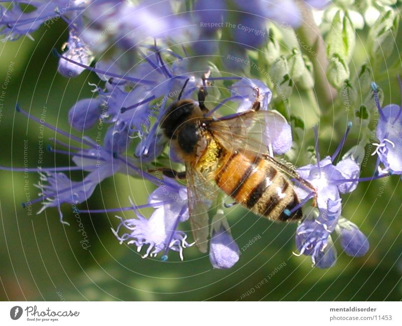 Honigsammler Biene gelb schwarz Blüte violett Pflanze Flügel rechnen