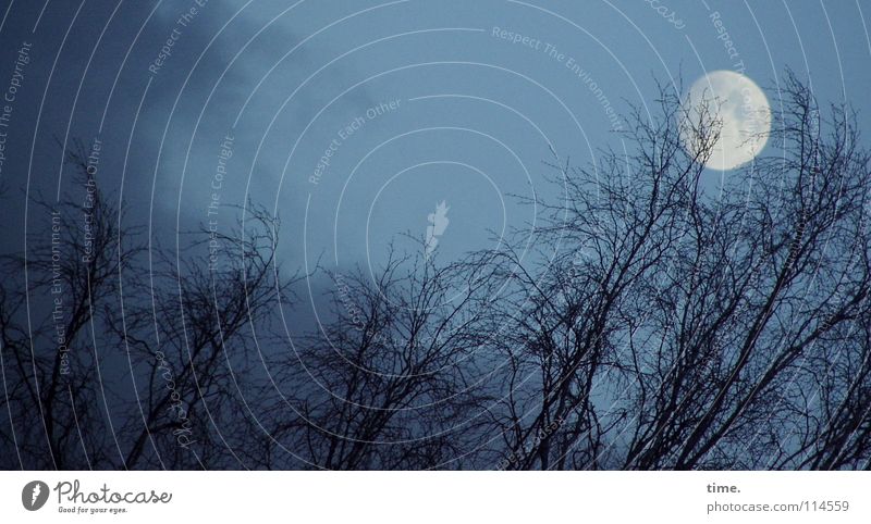 blue4u Ferne Himmel Wolken Nachthimmel Horizont Mond Nebel Baum blau Gefühle Macht Vertrauen geheimnisvoll Baumkrone Kulisse Beleuchtung rückwärts vorwärts