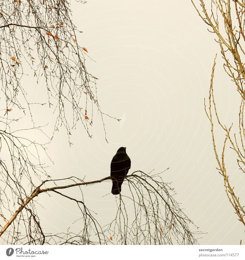 krâwa (althochdeutsch), quadrat Krähe Rabenvögel Vogel Baum Blatt laublos Winter Herbst hocken hockend Raum schlechtes Wetter Wolken ruhig Erholung Trauer
