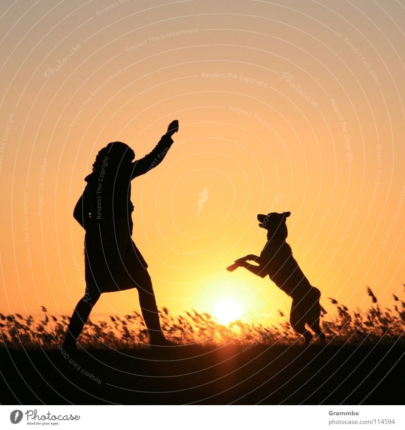 Hopp! Hund Frau Abendsonne Sonnenuntergang Deich Usedom rot gelb Freude Abenddämmerung Achterwasser Lilli