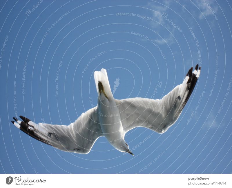 Möwenbauch Wolken Vogel Tier schön weich Kanada Nordamerika Leichtigkeit Sommer Außenaufnahme Freude Himmel unendlich weit blau Farbe fliegen Flügel Feder sanft