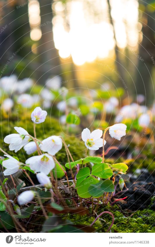 Bett aus weißen Blumen Natur Pflanze Sonnenaufgang Sonnenuntergang Frühling Schönes Wetter Wald laufen Glück schön natürlich weich braun gelb Freude
