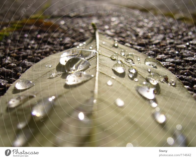 Nach dem Regen Bürgersteig grau trist frisch Wassertropfen Blatt nass Makroaufnahme Nahaufnahme Herbst Heimweg Langeweile