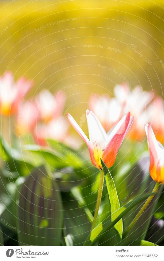 Frühling V Blume Blühend Blüte Tulpe Leben Schönes Wetter Sonnenlicht Ostern