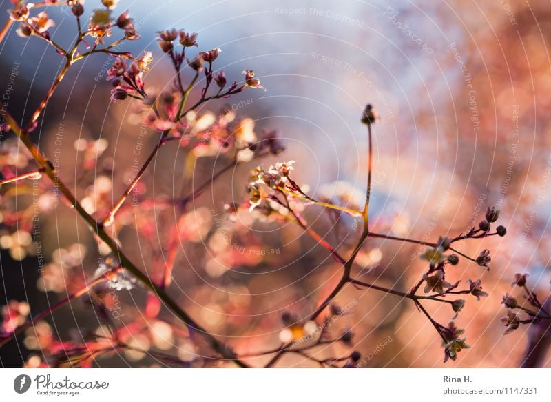 Morgens Frühling Baum Sträucher Blatt natürlich Unschärfe Blütenknospen Farbfoto Außenaufnahme Menschenleer Textfreiraum oben Lichterscheinung Gegenlicht