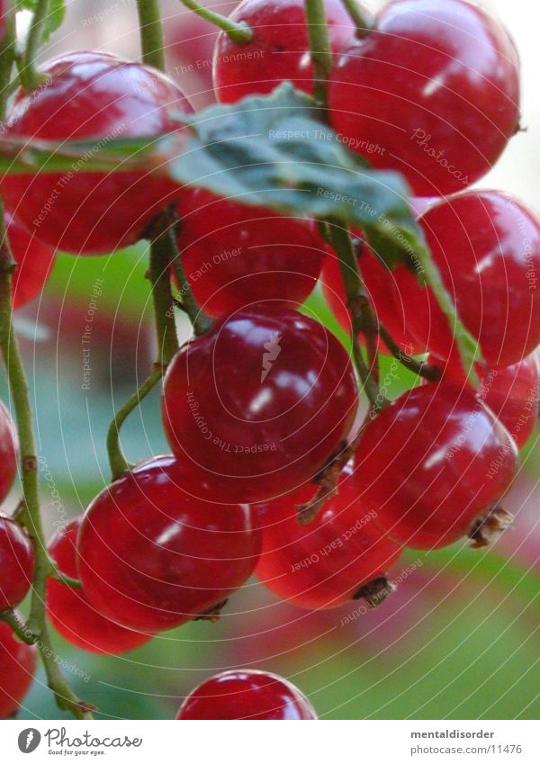 rote Traubenpracht Blatt grün rund Johannisbeeren