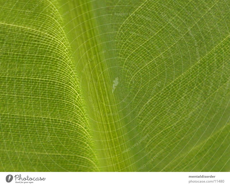 Zeichen der Natur Blatt Bananenstaude grün Blattadern Licht Linie Lichtschein