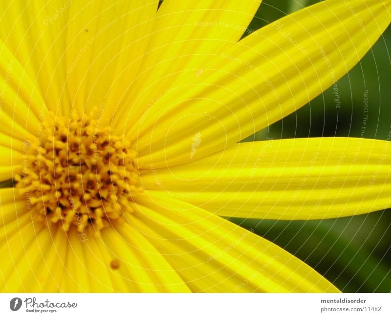 yellow gelb Blume grün Blatt Blüte