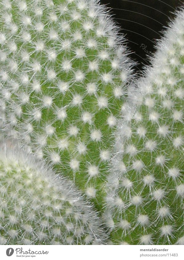 stachelig Kaktus grün weiß