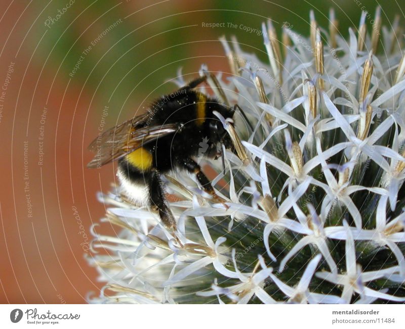 Honigsammler *7 Biene gelb schwarz Blüte Pflanze Flügel rechnen
