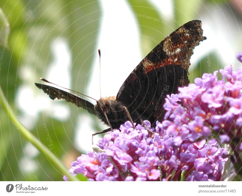 Schmetterling *4 Blume rot schwarz Flügel Planze
