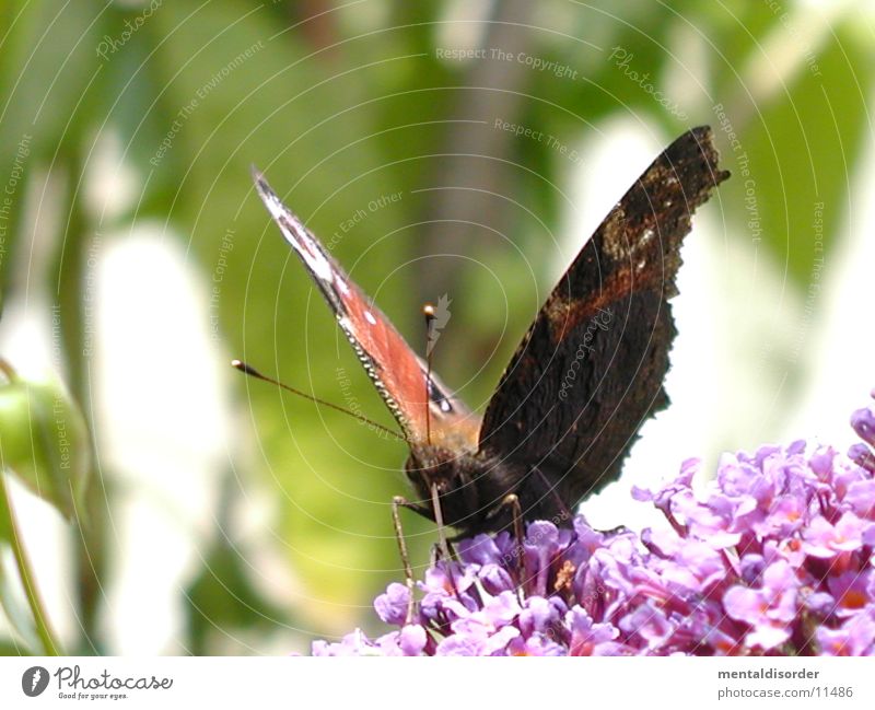 Schmetterling *5 Blume rot schwarz Flügel Planze