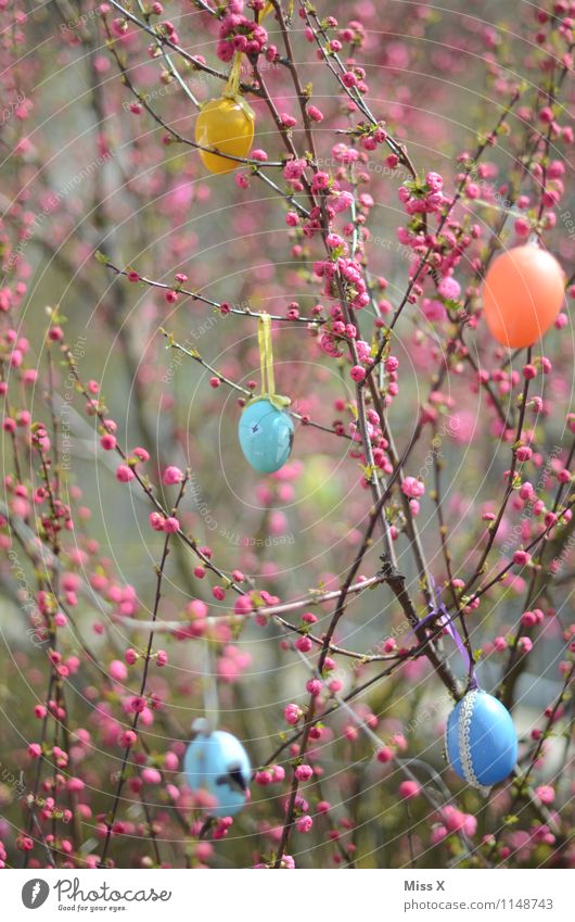 Ostern Garten Dekoration & Verzierung Feste & Feiern Frühling Pflanze Baum Sträucher Blatt Blüte mehrfarbig Osterei Ei Blütenknospen Frühlingsfarbe Blühend