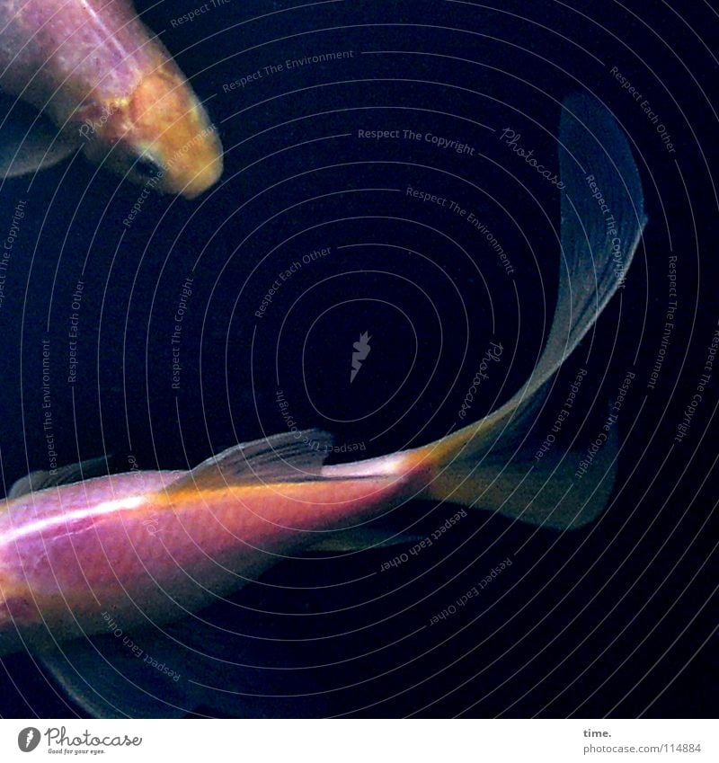 Wasserspielchen elegant Teich Fisch Bewegung dunkel Flüssigkeit kalt nass Identität Konkurrenz Zusammenhalt Fischauge Goldfisch geschmeidig Schwanz Glätte