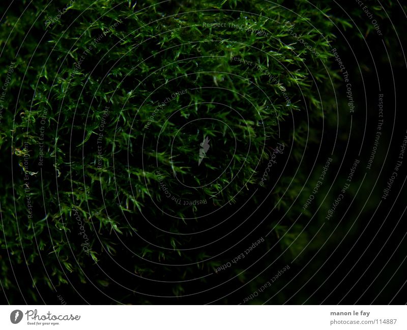 Morgue schwarz grün nah weich Herbst Hintergrundbild Nacht glänzend Teppich Moosteppich Makroaufnahme Nahaufnahme Natur