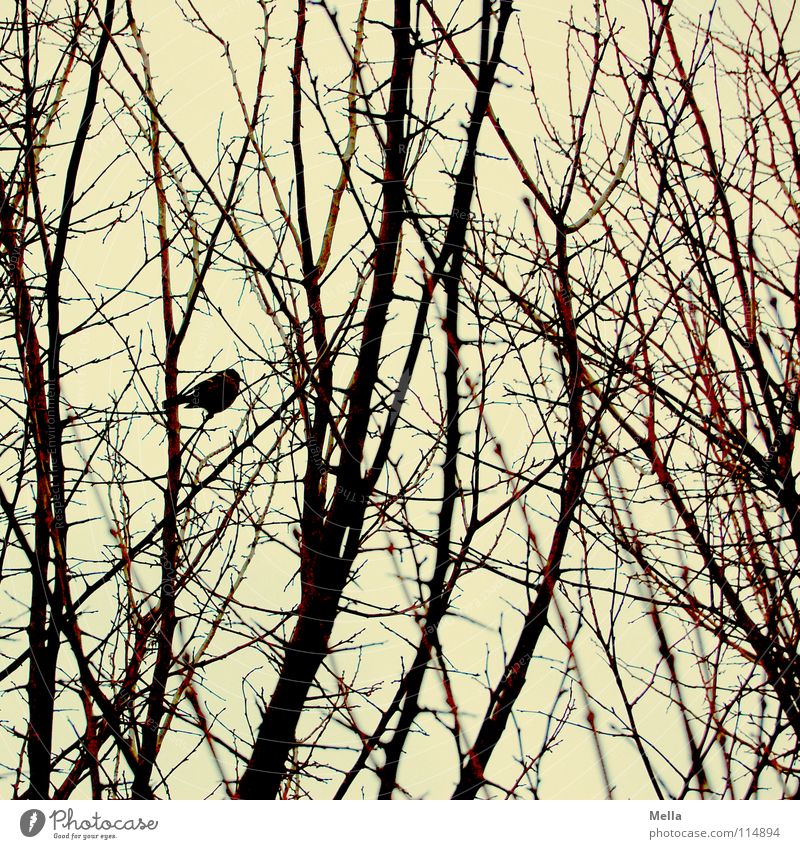 Meisenwinter Vogel Gezwitscher Sträucher Baum Unterholz Geäst Blatt laublos leer kalt Winter Herbst Einsamkeit Nahrungssuche Futter überwintern Überleben hocken