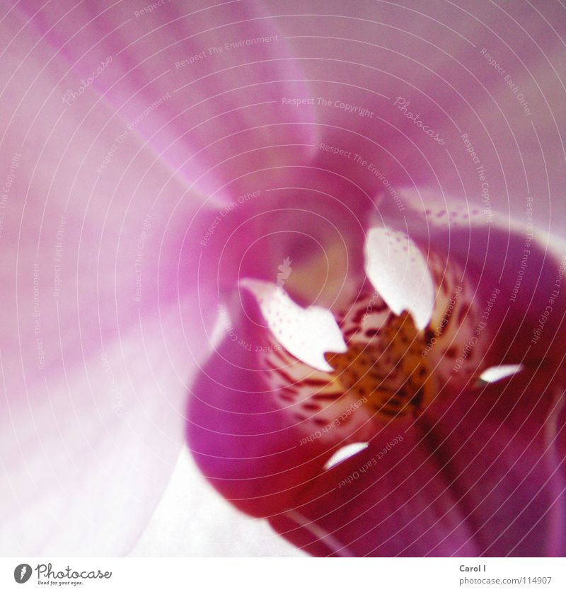 Noch nicht verwelkt! Blume rosa rot Orchidee Blüte Staubfäden gepunktet Pflanze Sommer Freundlichkeit Romantik Urwald Geschmackssinn Parfum Pollen fruchtig