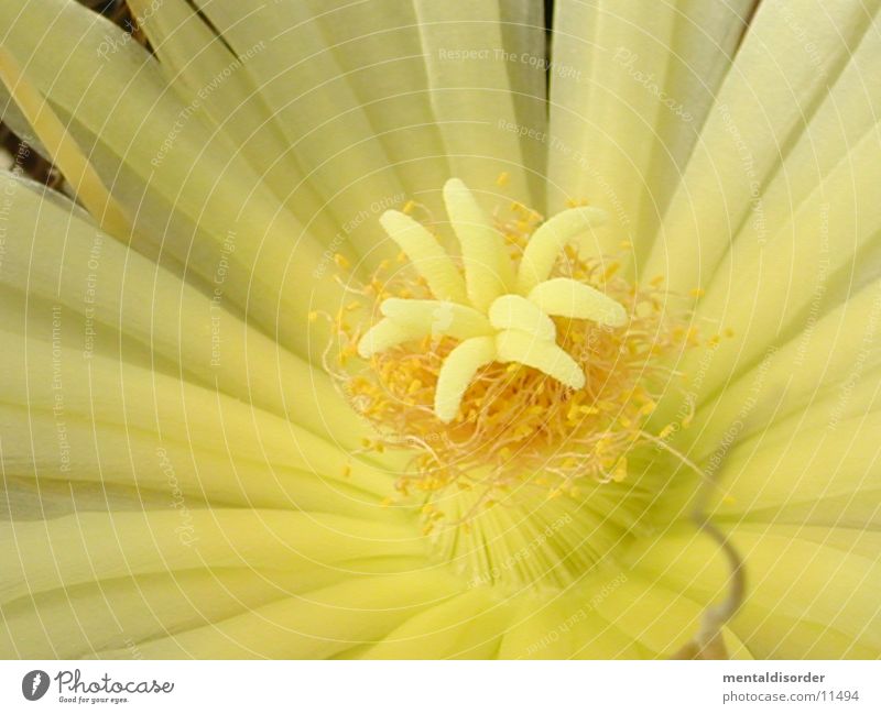 ganz nah ran *3 Blüte gelb weiß Kaktus Pollen