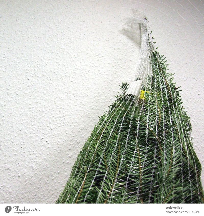 nett verpackt Verpackung Weihnachtsbaum Tanne Dezember nachhaltig Landwirtschaft Tradition Baum Wohnzimmer Weihnachten & Advent Winter tree Immergrüne Pflanzen