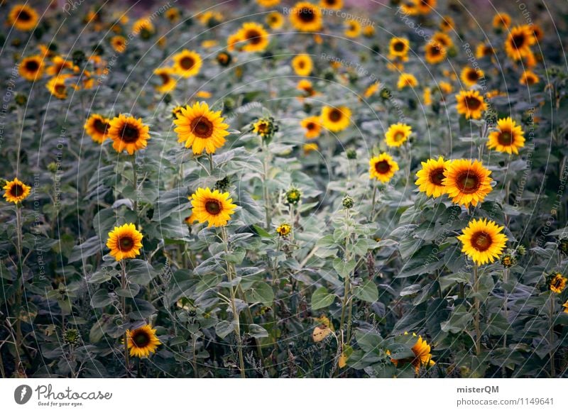 Kopfhänger. Kunst Umwelt Natur Landschaft ästhetisch Sonnenblume Sonnenblumenfeld Landwirtschaft gelb viele Blume Farbfoto Gedeckte Farben Außenaufnahme