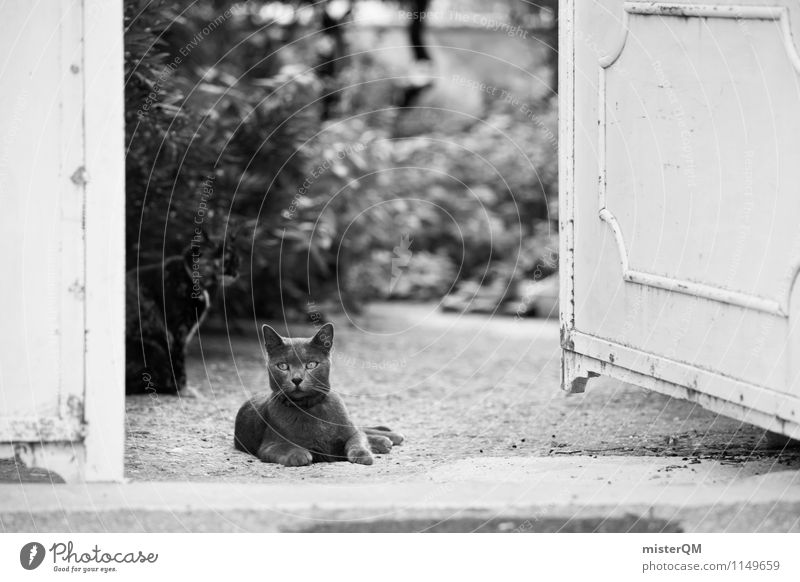 Black Cat. Kunst ästhetisch Zufriedenheit Katze Katzenauge Katzenpfote Katzenohr Katzenfreund liegen Haustier Tor Einfahrt Schwarzweißfoto Außenaufnahme