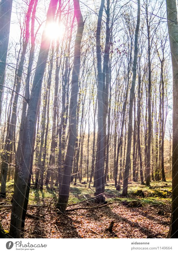Frühlingssonne Natur Landschaft Sonnenlicht schlechtes Wetter Wald Zufriedenheit schön achtsam ruhig Mecklenburg-Vorpommern Gegenlicht Buchenwald Farbfoto