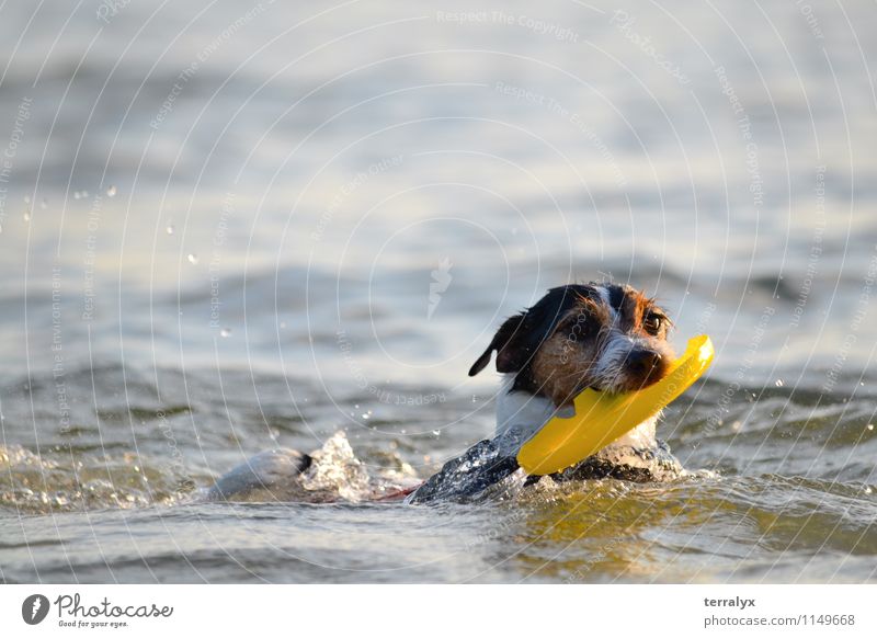 Hund im Ozean Tier Haustier Tiergesicht 1 Wasser Schwimmen & Baden Bewegung frei Freundlichkeit Fröhlichkeit Glück gut lustig nass niedlich positiv klug